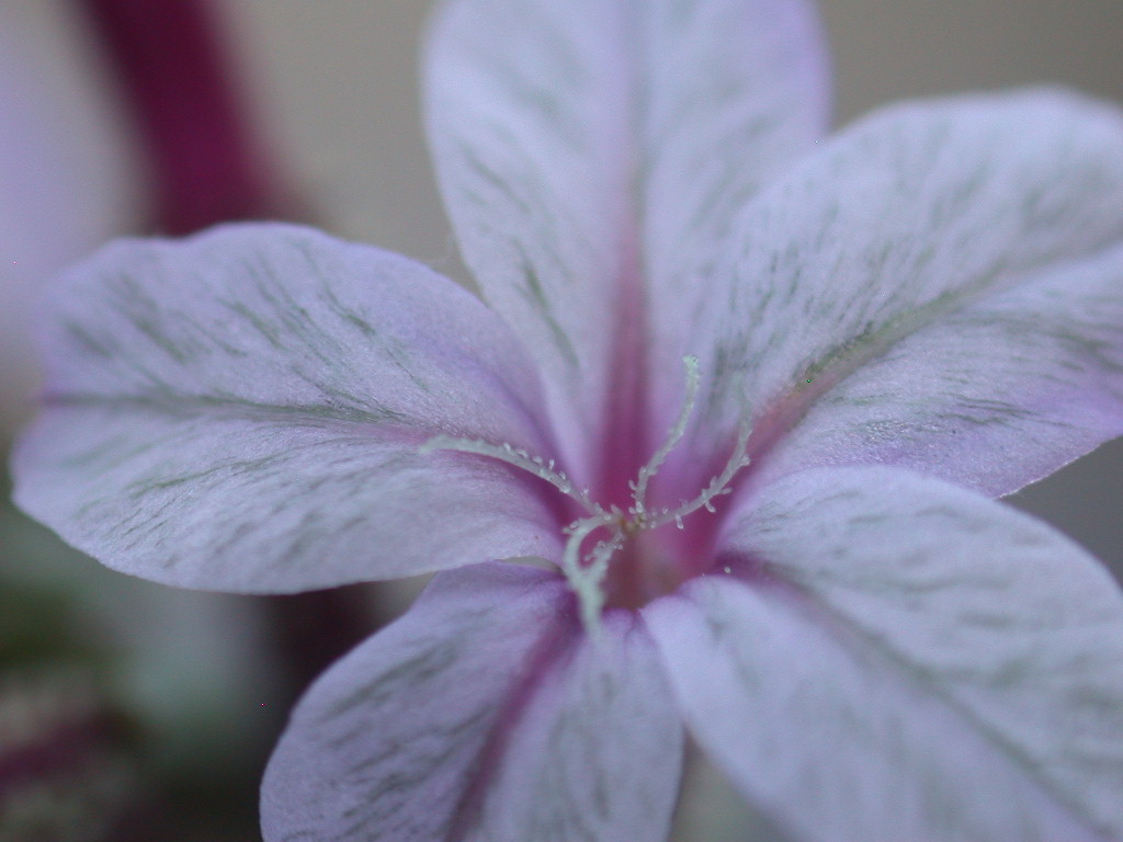 Plumbago europaea / Caprinella